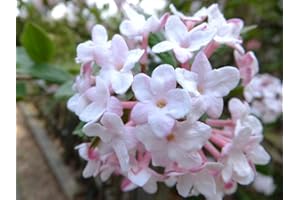 Juddii Viburnum - Fragrant Snowball Bush - Live Plant Shipped 1 to 2 Feet Tall by DAS Farms