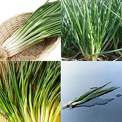 Afco 100Pcs Organic Shallot Green Onion Vegetable Seasoning Seeds Garden Bonsai Plant Wonderful Gardening Gifts