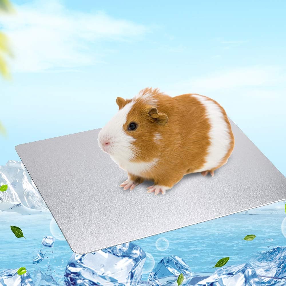 maltese dog breed dogs