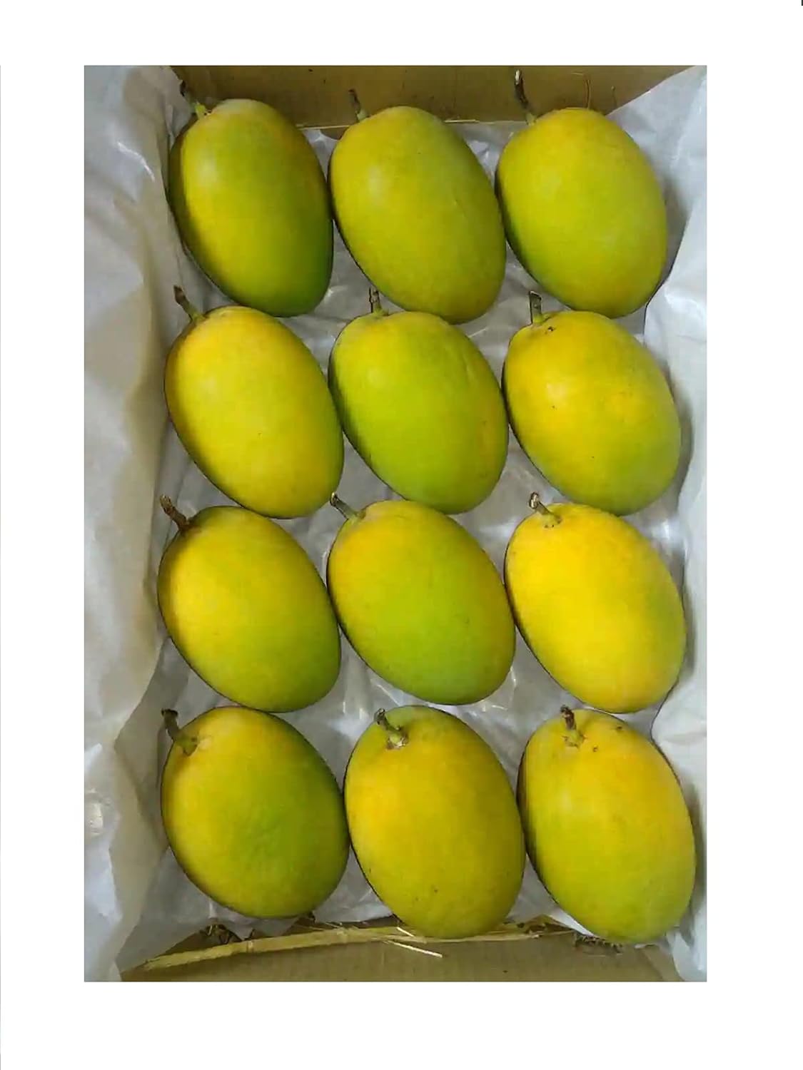 Mango Alphonso Fresh Mangos Mangoes Premium Quality Cleaned