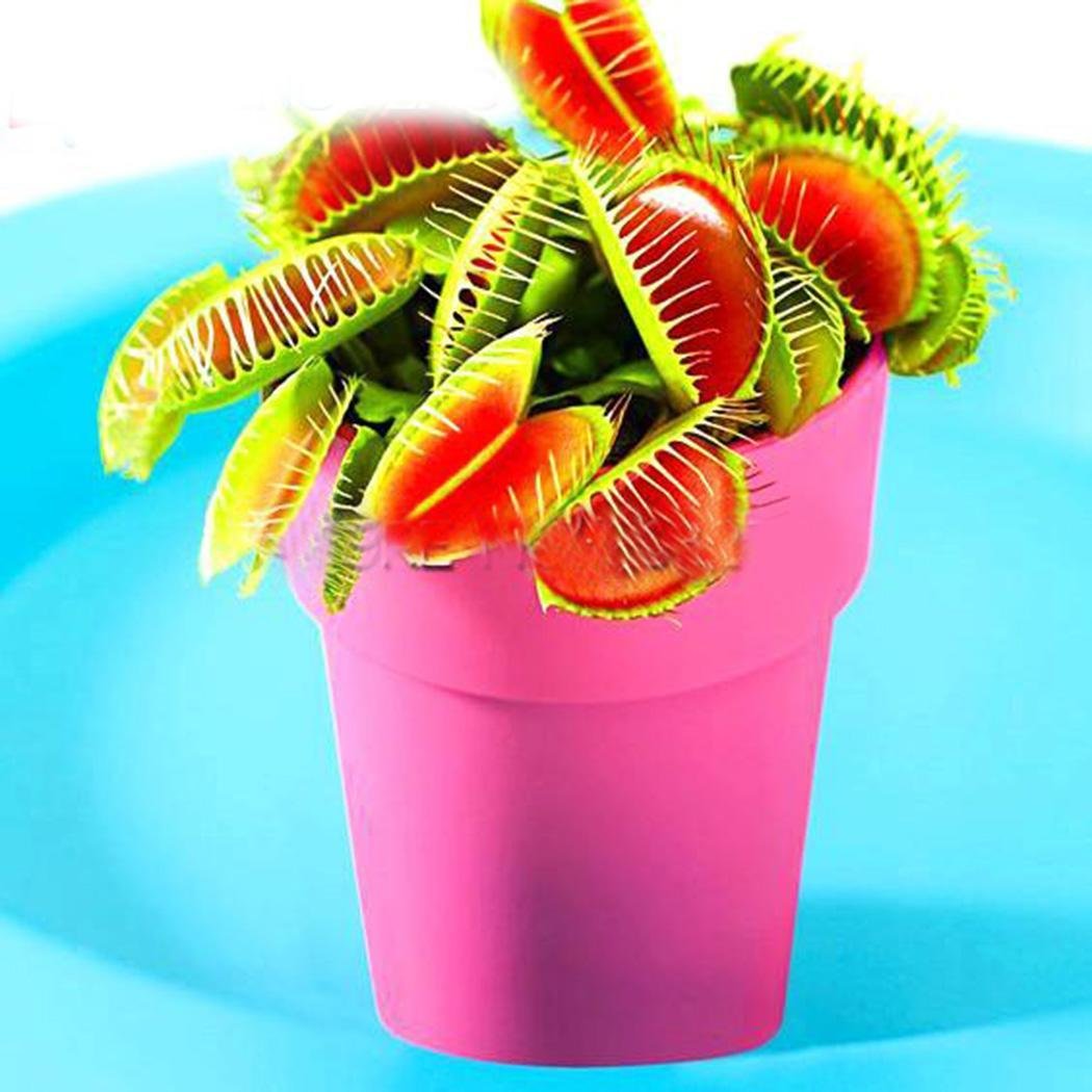 Bifast 50PCS Catching Flies Mosquitoes Slurperon Seeds Perennial Potted Plants Garden