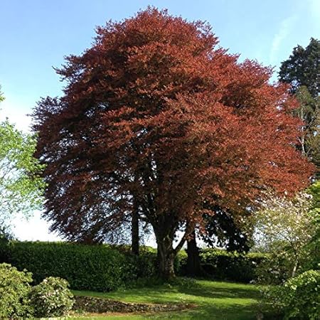 Amazon Com Fagus Sylvatica Var Purpurea Purple Beech 10 Seeds Home Kitchen