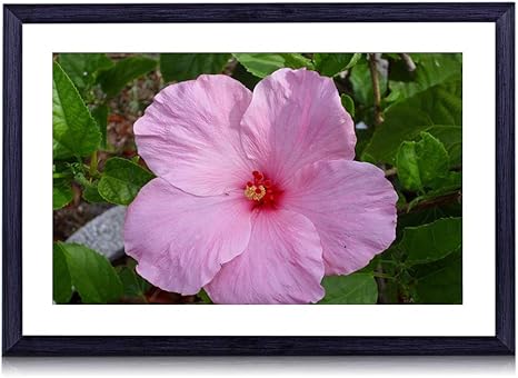 Amazon Co Jp 50cmx35cm 木製の黒色のフォトフレーム ハイビスカス花びらハーブ 壁掛け 壁飾り 壁ポスター おしゃれ ウォールアート アートパネル 壁の絵 インテリア絵画 額縁 部屋飾り 装飾画 ホーム キッチン