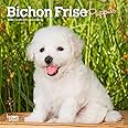 Bichon Frise Puppies | 2025 7 x 14 Inch Monthly Mini Wall Calendar | BrownTrout | Animals Dog Breeds Puppy