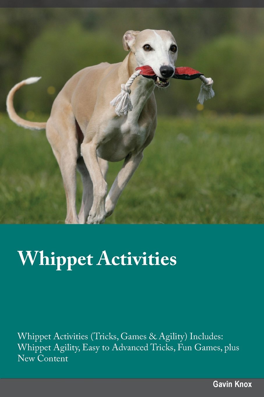 whippet agility