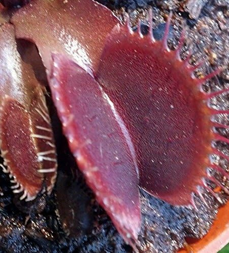 Dionaea Muscipula "Red Dragon" 'Akai Ryu' Venus Flytrap Carnivorous Live Potted.
