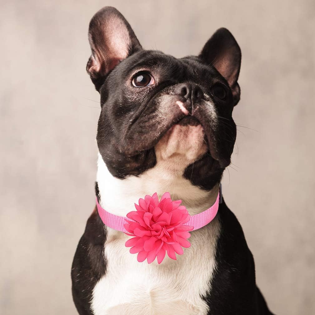 KOOLTAIL Dog Collar Flowers Accessory, 8 Pack with a Basic Collar - Pet Charms Flower Slides Attachment Decoration for Dogs & Cats : Pet Supplies