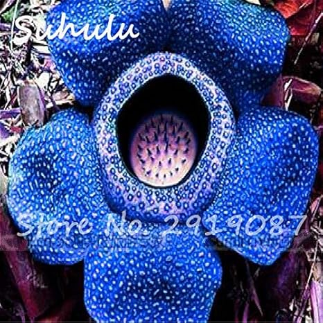 Amazon 1 珍しいサボテンの種種子 バッグガーデン盆栽珍しい花の種珍しいトームチョッパー植物多肉植物 花