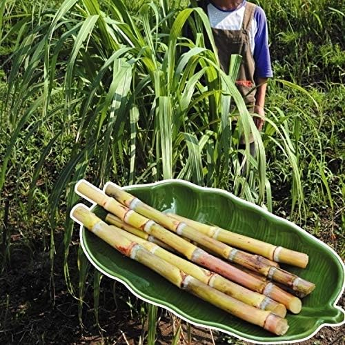Amazon 国華園 有用植物苗 和三盆サトウキビ 4株 21年春商品 Diy 工具 ガーデン