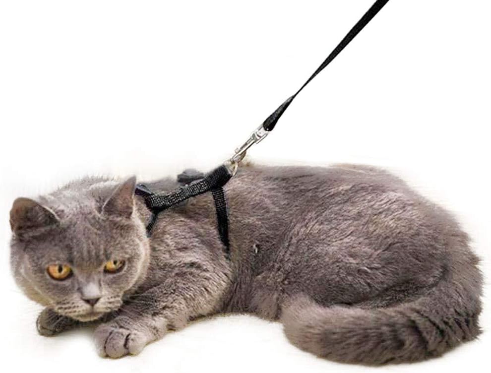 amazon cat harness and lead