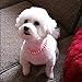 PAWZ Road 2 Rows Pet Necklace Dog Collar Cat Jewelry with Pearls Rhinestones Pink Charm