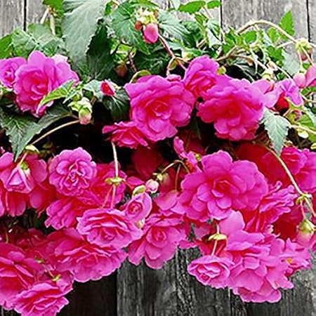 Creative Farmer Flower Seeds : Hanging Begonia Flowering Plant Garden [Home Garden Seeds Eco Pack] Plant Seeds