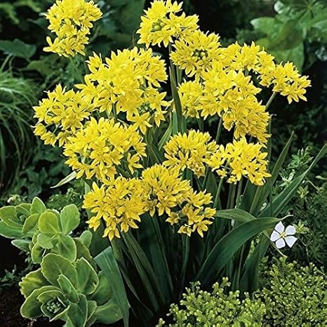 Amazon 国華園 秋植え球根 アリウム モーリー 小輪 100球 Diy 工具 ガーデン