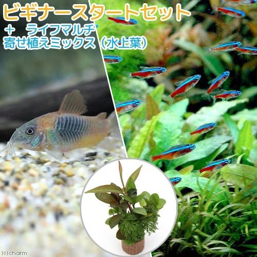 Charm チャーム 熱帯魚 水草 ビギナースタートセット カージナルテトラ ブリード 10匹 コリドラス ベネズエラオレンジ 2匹 生体 B07f3t1chc 1 325円 人気海外一番 100 品質保証 全品送料無料 即日出荷 Sale開催中