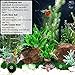 Luffy Coco Philippines Java Fern: Live Aquatic Plant with 10+ Leaves : Provides a Natural Environment for Your Fish: Easy Care: Hardy Plant with Longevity: Bring More Color to Your Aquascape