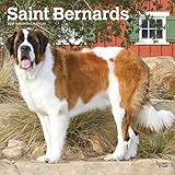 Saint Bernards 2019 12 x 12 Inch Monthly Square Wall Calendar, Animals Dog Breeds (Multilingual Edit by 