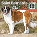 Saint Bernards 2019 12 x 12 Inch Monthly Square Wall Calendar, Animals Dog Breeds (Multilingual Edit by 