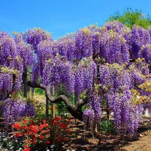 African Wisteria Tree Seeds (Bolusanthus speciosus) 10+Seeds Buy