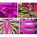 LED Plant Grow Strip Light with Power Adapter,Full Spectrum SMD 5050 Red Blue 4:1 Rope Light for Aquarium Greenhouse Hydroponic Pant Garden Flowers Veg Grow Light (5M)