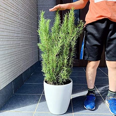 Amazon Co Jp ローズマリー 7号 化粧鉢 ハーブ 花木 庭木 立性 苗木 常緑樹 鉢植え ホーム キッチン