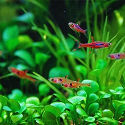 Dwarf aka pygmy rasbora (Pack of 6) Boraras