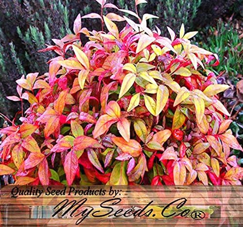 HEAVENLY BAMBOO NANDINA DOMESTICA 20 stratified seeds