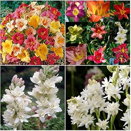 FernsFly IMP. Day Lily Multi Mix Flower Bulbs + Rajnigandha Flower Bulbs Combo Aromatic Flower Bulbs Pack Home Outdoor Gardening Flowers (1 Set of - 4 Day Lily + 4 Rajnigandha)