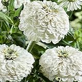 Outsidepride 1000 Seeds Annual Zinnia Elegans