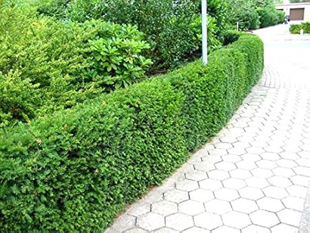 100 Stuck Taxus Baccata Eibe Eiben Hecke Heckenpflanze Topfballen 20 30 Cm Amazon De Garten
