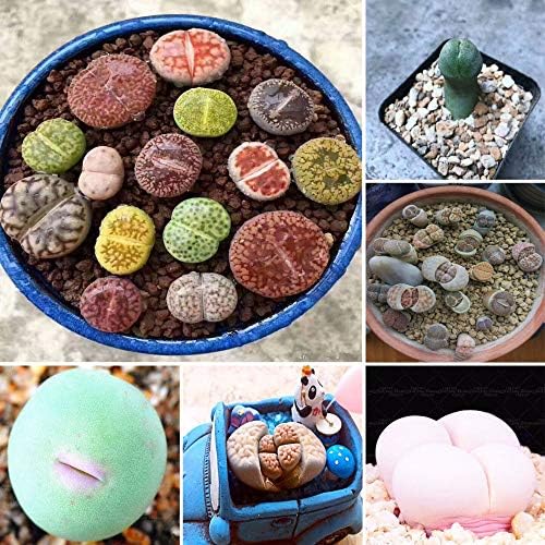 egrow 100pcs graine lithops pseudotruncatella Plant Seed Rare Potted Stone SUCC