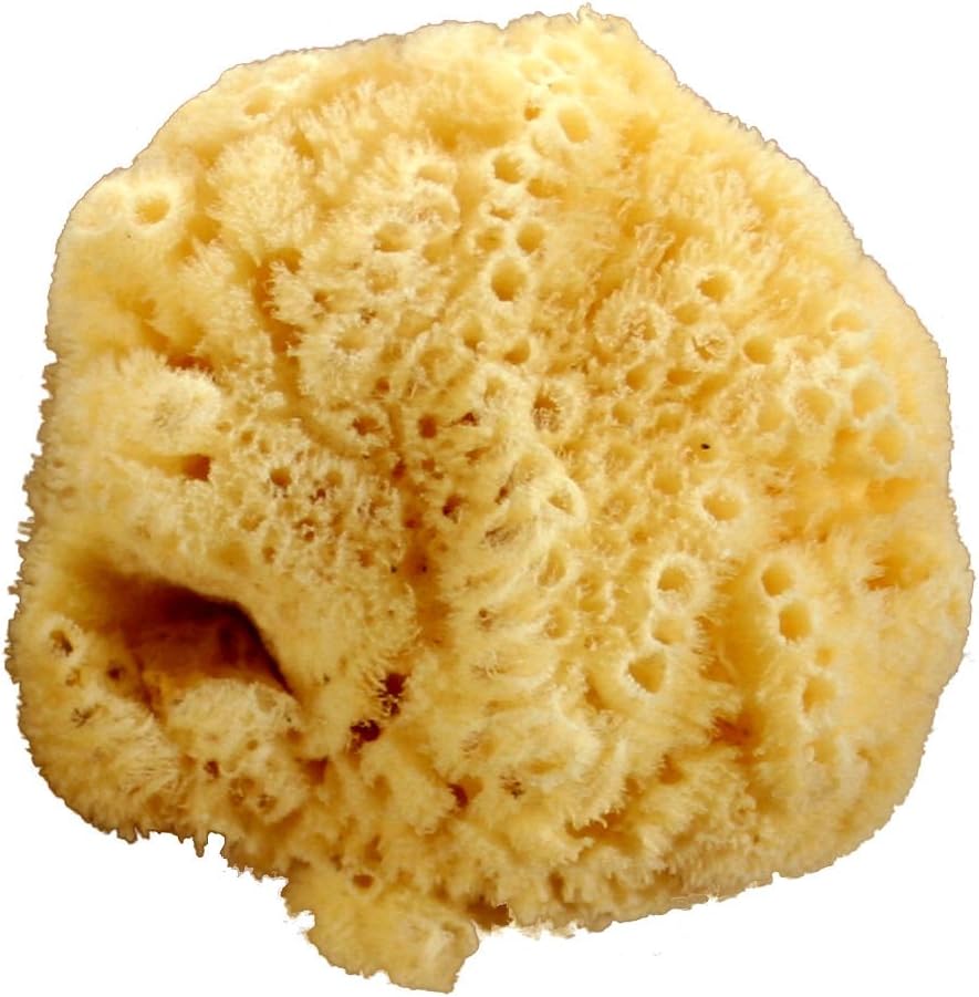 Riffi Caribbean natural sponge approx 15-16cm - R364