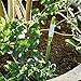 Sustee Aquameter (Green, Large, Refillable) - Plant Soil Moisture Meter, Sensor, Probe, Indicator - Best for Potted Plants