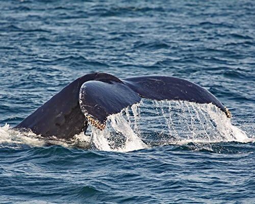 Whale Photograph -"Whale Tail" - Coastal Wall Art in Blue and White