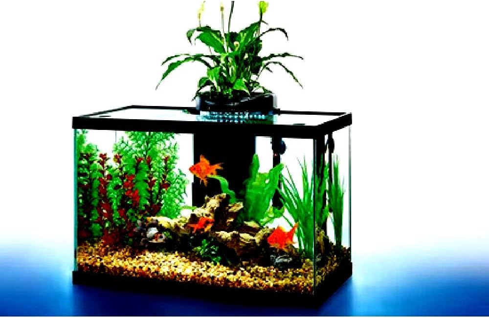 10 gallon fish bowl