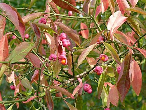 3 Spindle Hedging 2ft Tall Euonymus Europaeus Beautiful Pink Autumn Berries 3fatpigs Amazon Co Uk Garden Outdoors