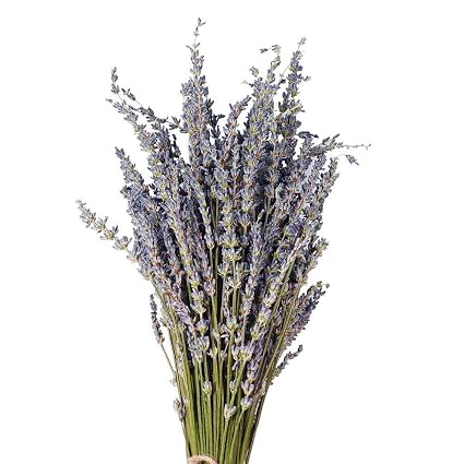 Quuy Bouquet De Lavande Sec Naturel De Fleurs Séchées Fleurs Décoratives Bouquet Pour La Fête De Mariage Accueil Décorations Saint Valentin 1 Bundle