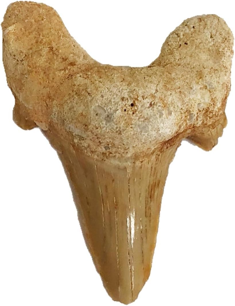 goldnuggetminer Natural Fossilized Otodus Shark Tooth - Large (1.5"-1.75")