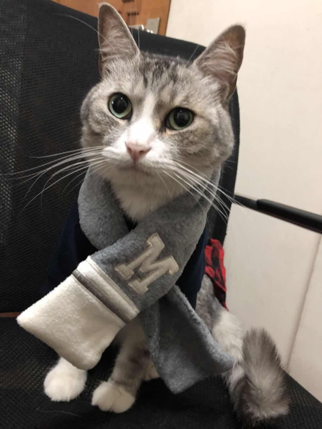 Yoption Pet Lovers Suit Student Jumpsuit with Scarf Spring Autumn Soft Pet Clothes for Female Pet Cat Puppy-Size L