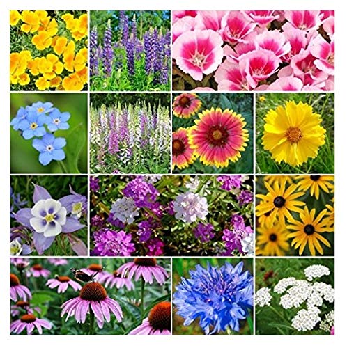 David's Garden Seeds Wildflower Deer Resistant SL7112 (Multi) 500 Non-GMO, Open Pollinated Seeds