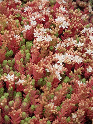 Sedum hispanicum, 100 Pflanzen im 5/4 cm Topf – Bild 3