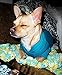 BINGPET Dog Hoodies - Fleece Lined Fall Dog Puppy Sweatshirt Soft Warm Sweater Winter Hooded Clothes for Small Medium Large Dogs & Cats