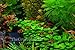 Lobelia Cardinalis Dwarf Live Aquarium Plants by AquariumPlantsFactory BUY2GET1FREE
