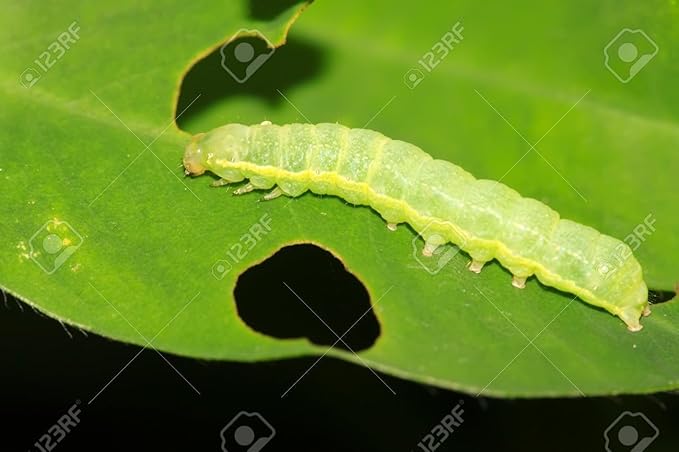 MONEY SAVING, Plant Protection, Plant Disease/Insect Control Organic NEEM Oil for All Type of Plants (500 ml)