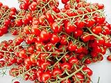 US Grown 20+ Italian Sicilian Ciliegino Cherry