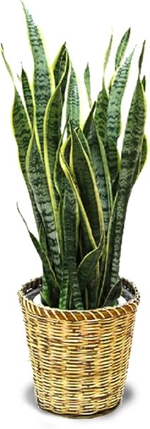 Amazon 観葉植物 サンスベリア ローレンティー 7号 鉢カバー付 観葉植物 オンライン通販