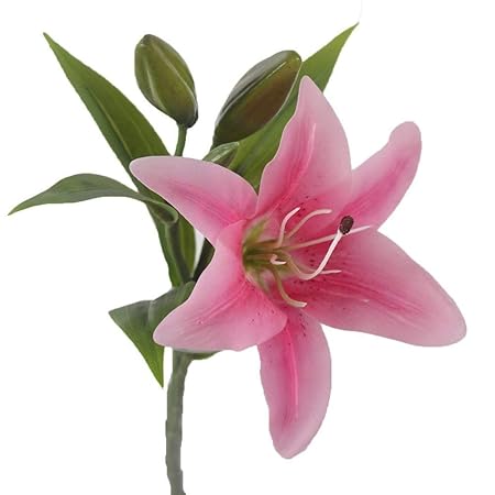 Liliem hybrid - Baumlilie' Holland Beauty'(3)