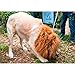uhoMEy Adjustable Lion Mane Wig for Dog,Dog Toy,Halloween Party Costume
