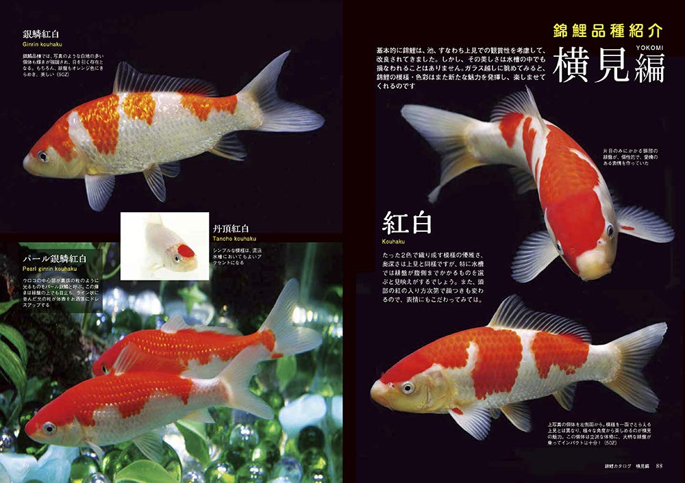 増補改訂版 錦鯉の飼い方 アクアライフの本 アクアライフ編集部 本 通販 Amazon