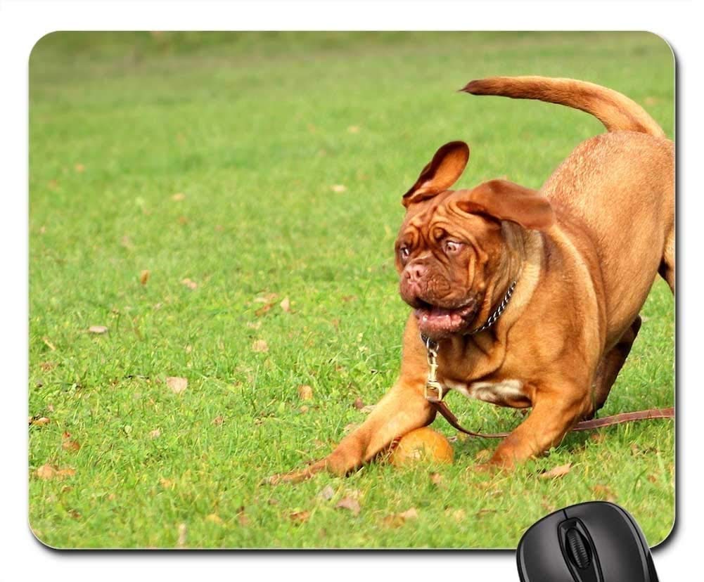 Resultado de imagen para ç¬ dogue de bordeaux ãã¼ã«ããã