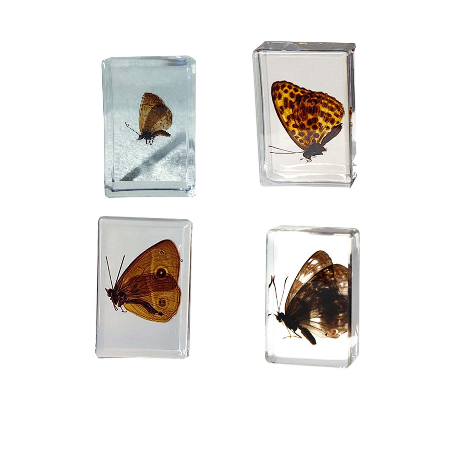 Supkeyer 4Pcs Insect in Resin Specimen, Bug Preserved Specimen Collection Paperweights Resin Insects Various Insect Specimen for Office School Biology Science Teacher Education (Butterfly)